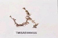 藏品(大羽苔)的圖片
